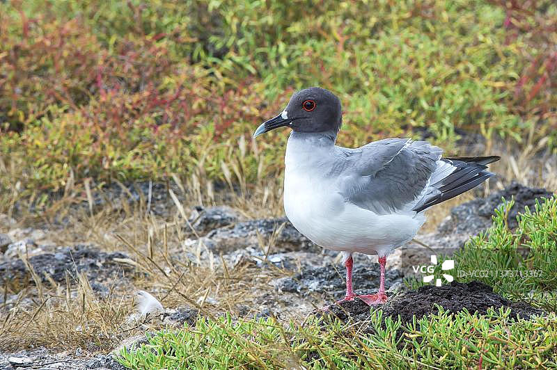 叉尾海鸥，南广场岛，加拉帕戈斯群岛，厄瓜多尔，联合国教科文组织世界遗产，南美洲图片素材