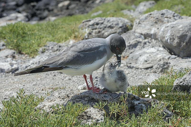 厄瓜多尔加拉帕戈斯群岛南广场岛，带着幼鸟的叉尾鸥图片素材