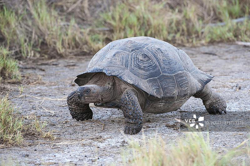 加拉帕戈斯巨型陆龟，巴伊亚乌尔维纳，伊莎贝拉岛，厄瓜多尔图片素材