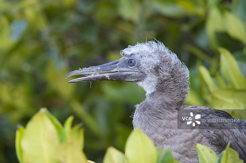 幼年红脚鲣鸟在红树林中图片素材