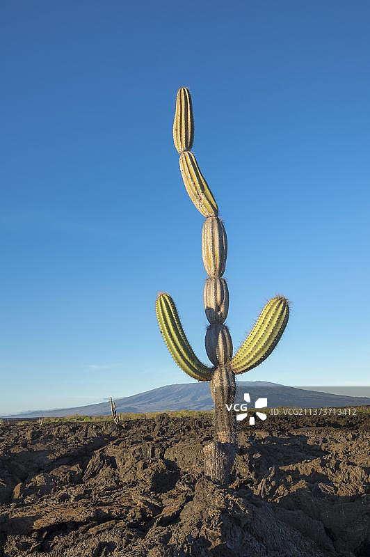 厄瓜多尔加拉帕戈斯群岛伊莎贝拉岛蓬塔莫雷纳火山景观中的烛台仙人掌图片素材