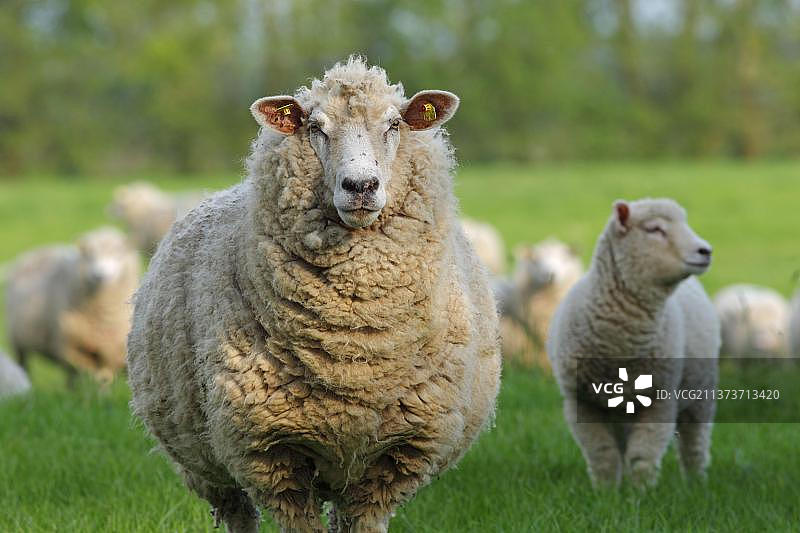 家 sheep图片素材