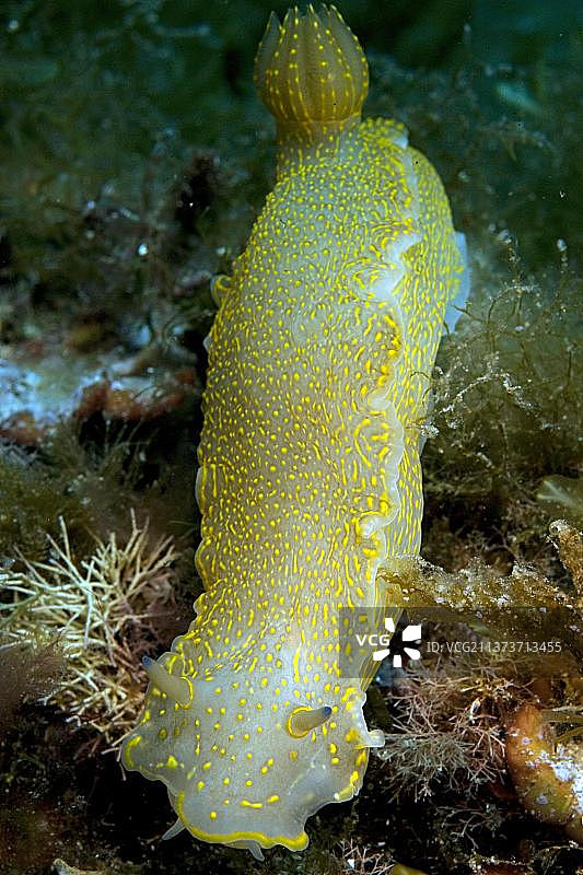黄紫星海麒麟（Hypselodoris picta），裸鳃亚目图片素材