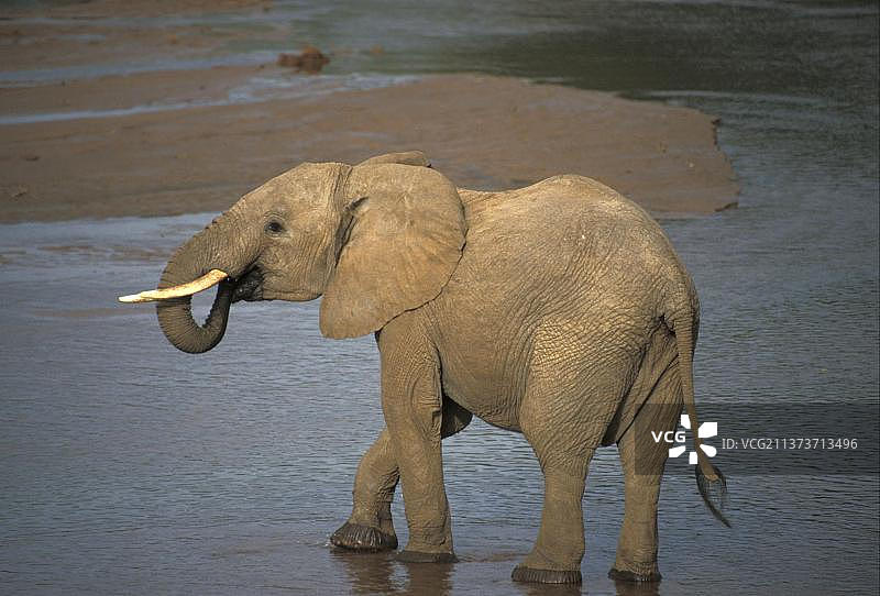 非洲象，饮水图片素材