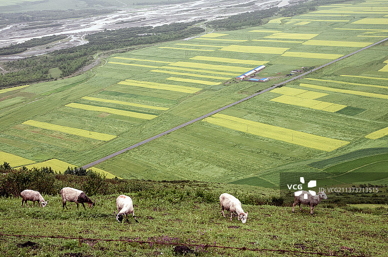 蓝天白云金色田园油菜花田盘山公路图片素材