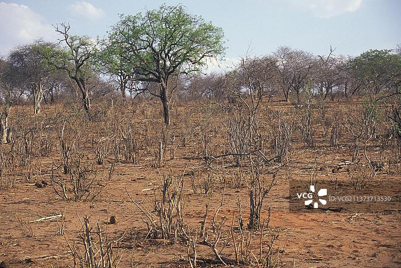 非洲象破坏博茨瓦纳乔贝栖息地图片素材