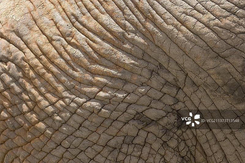 非洲象的皮肤纹理细节图片素材