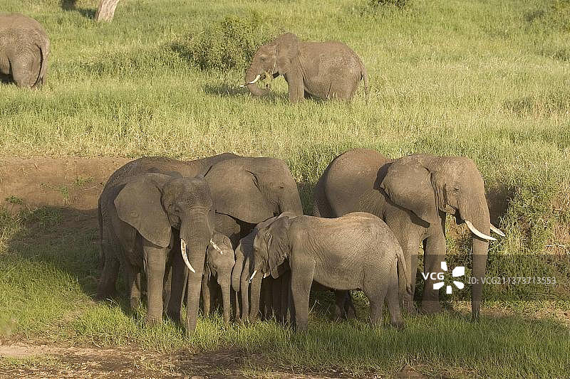 非洲象家庭在坦桑尼亚迁徙图片素材