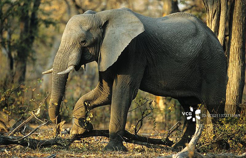 非洲象（非洲象），博茨瓦纳莫雷米野生动物保护区，未成年象将腿放在倒下的树上图片素材
