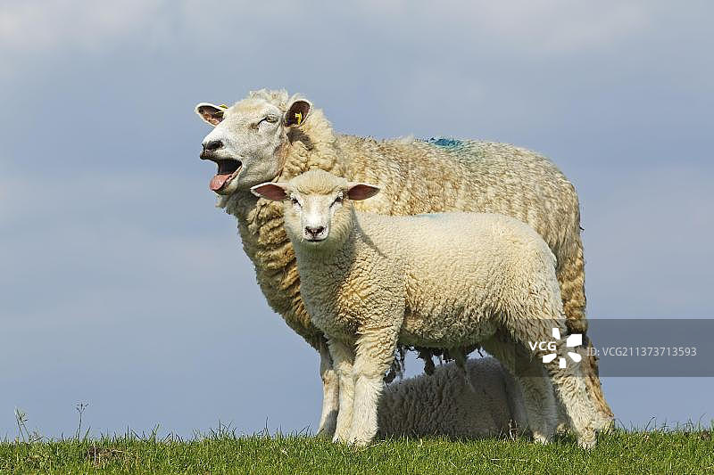 带着羔羊的家养绵羊图片素材