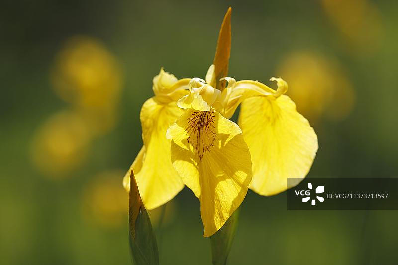 黄菖蒲图片素材