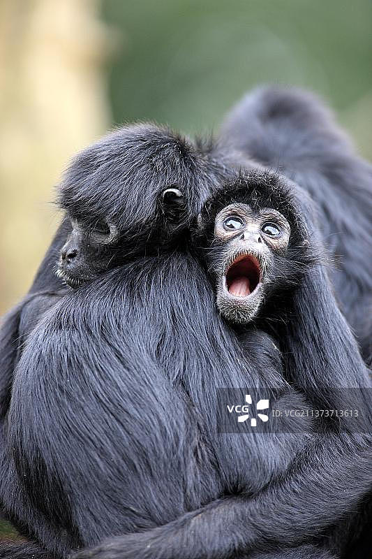 黑头蜘蛛猴，雌性带幼崽图片素材