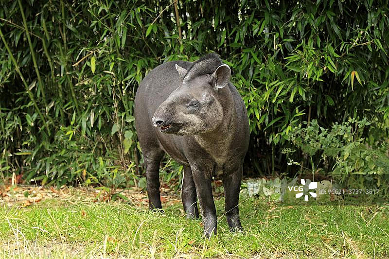 巴西貘（低地貘）图片素材