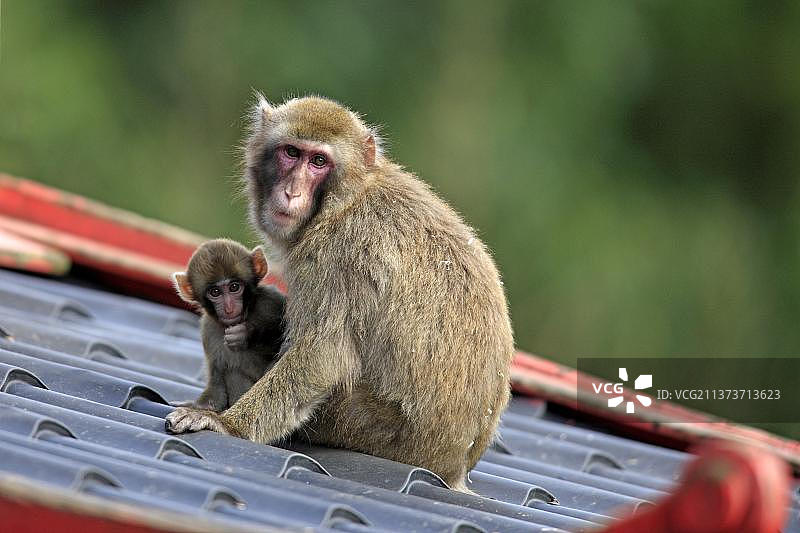 日本猕猴：雪猴母子，日本，亚洲图片素材