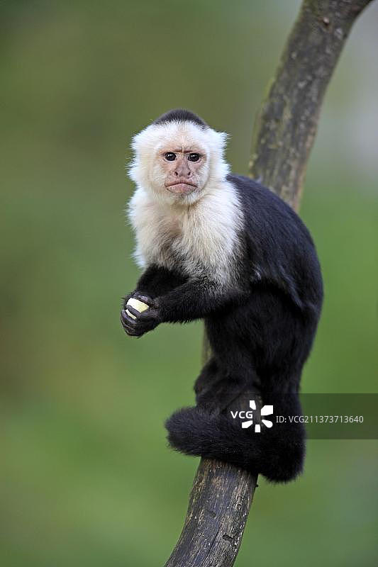 白面卷尾猴图片素材
