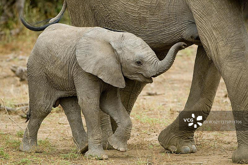 非洲象（非洲象），小象走在母亲身边，博茨瓦纳图里区马沙图禁猎区图片素材