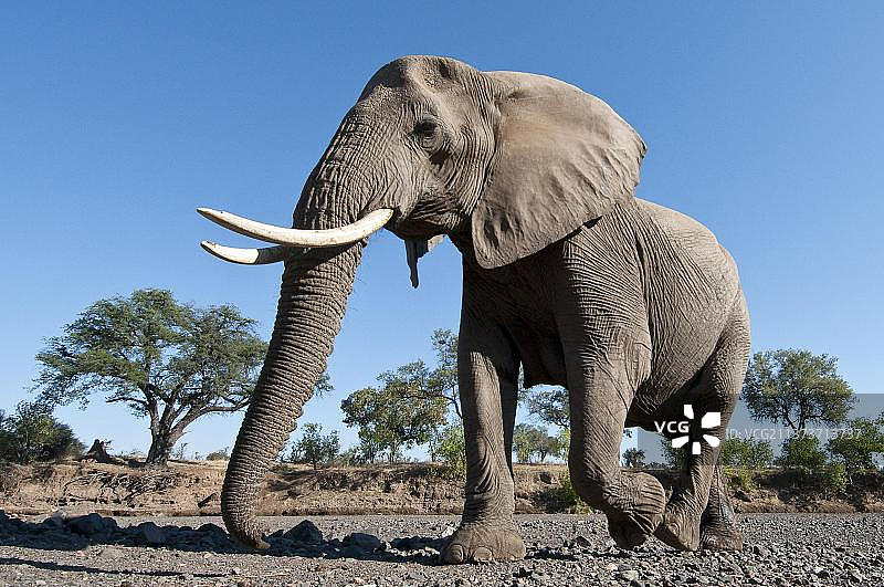 非洲象（非洲象）公象，低角度穿过干涸的河床，马沙图禁猎区，博茨瓦纳图片素材