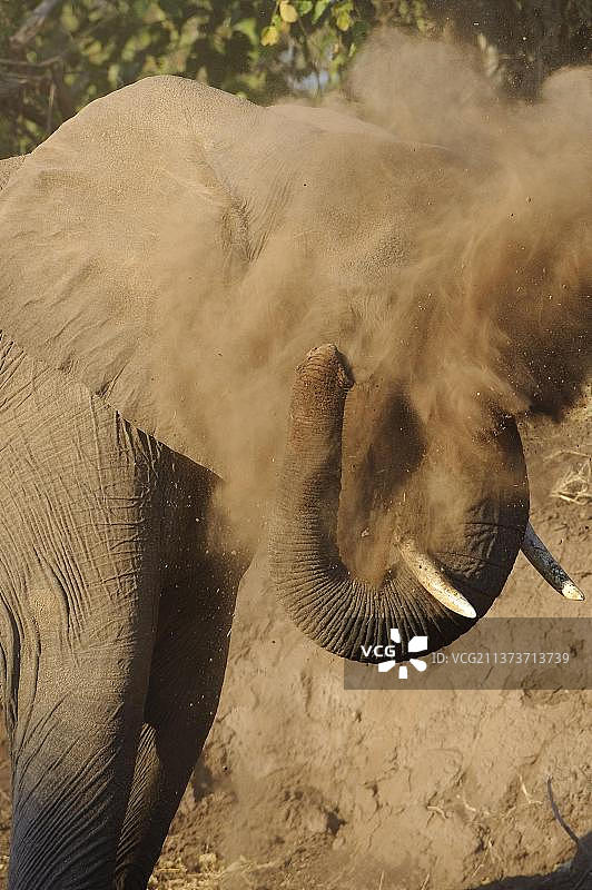 非洲象：成年象在博茨瓦纳马沙图禁猎区沙浴图片素材