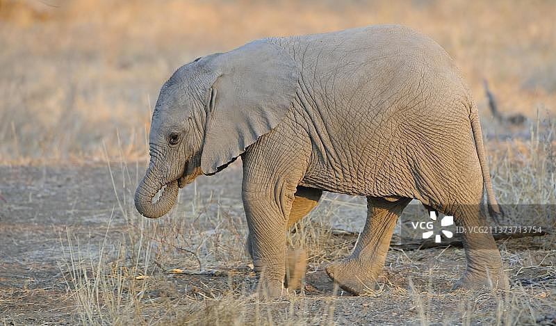 非洲象（非洲象），野生动物保护区，象，哺乳动物，动物，小象，傍晚散步，马沙图野生动物保护区，图里地带，博茨瓦纳，非洲图片素材