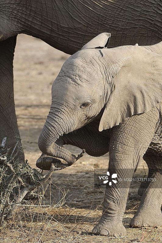非洲象（非洲象），象，猎物保护区，哺乳动物，动物，小象用鼻子和脚打破马沙图禁猎区，图里集团，博茨瓦纳，非洲图片素材