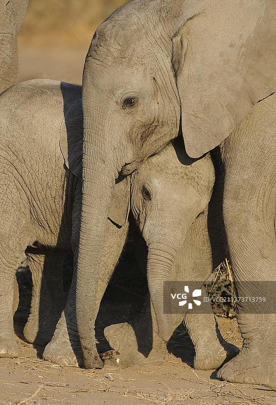 非洲象幼崽玩耍, 博茨瓦纳图片素材