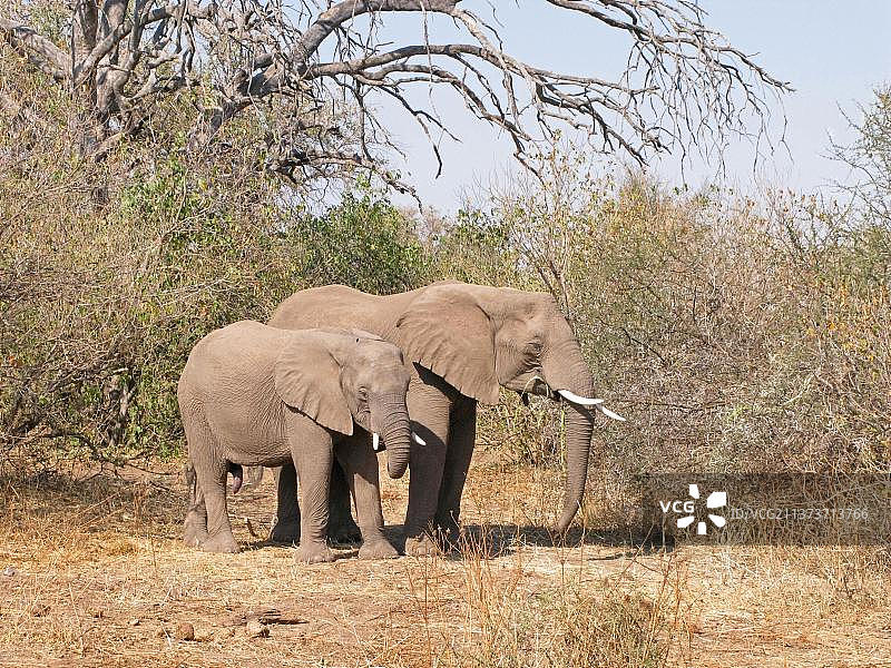 非洲象，成年雌象与幼年雄象在博茨瓦纳觅食图片素材
