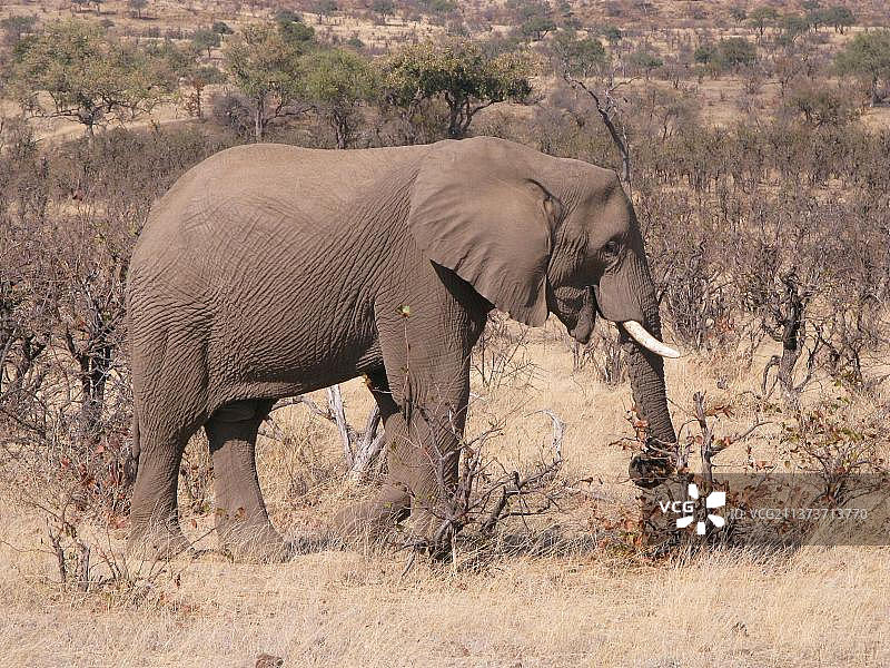 非洲象在博茨瓦纳马沙图禁猎区的灌木栖息地觅食图片素材