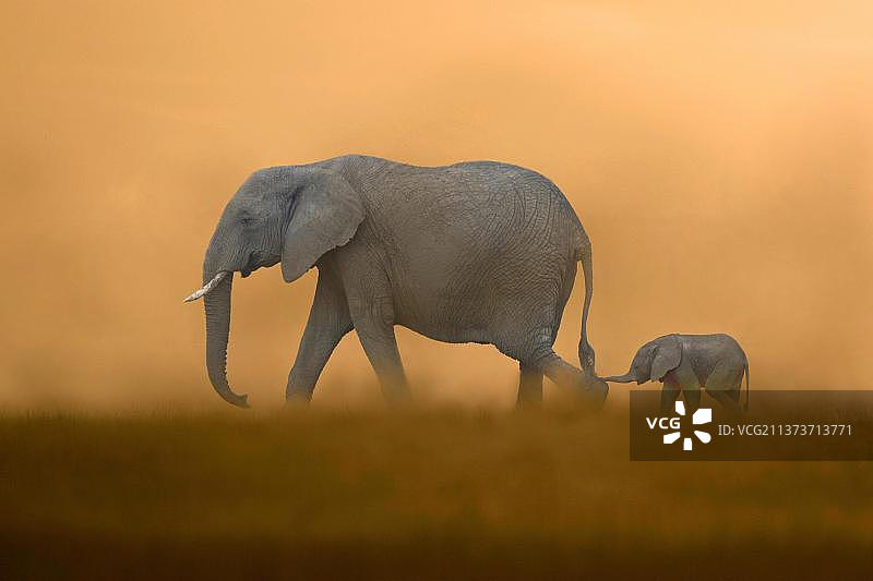 非洲象（非洲象）：象、哺乳动物、动物，母象和小象行走，肯尼亚马赛马拉（合成图像）图片素材