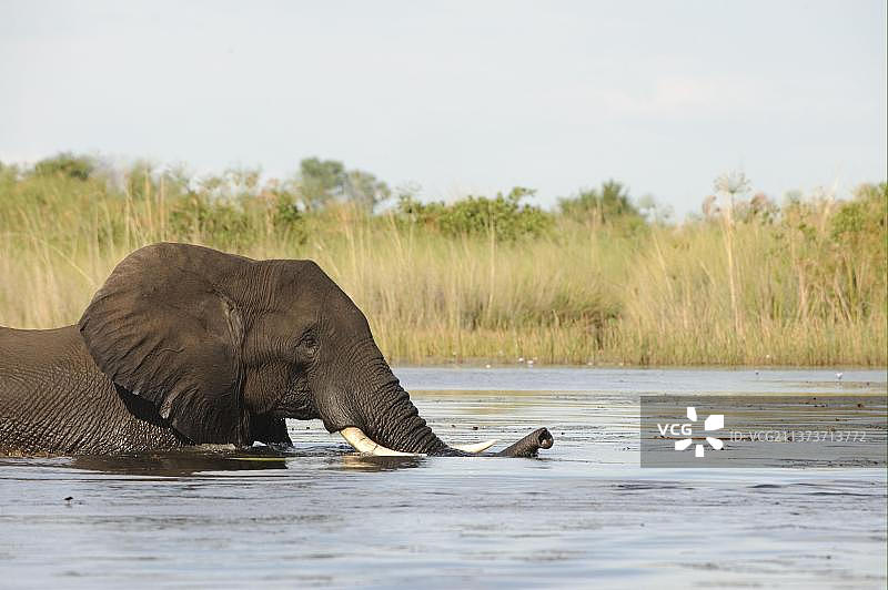 非洲象（非洲象），在博茨瓦纳奥卡万戈三角洲水中行走图片素材