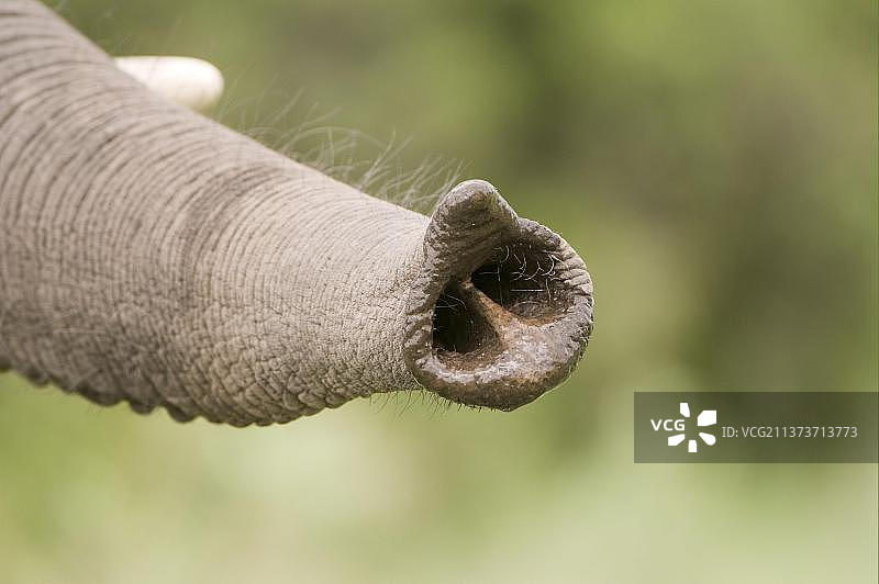 非洲象幼崽：象鼻特写，博茨瓦纳图片素材