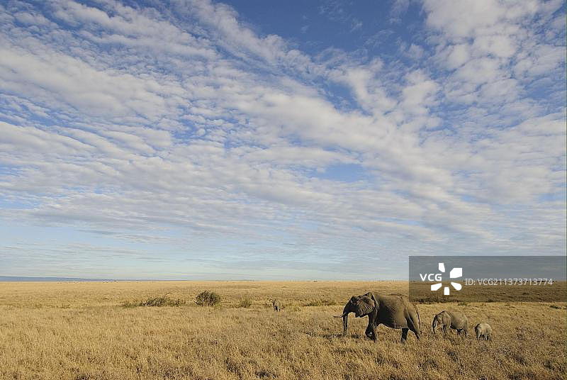 非洲象及幼象在肯尼亚马赛马拉草原行走图片素材