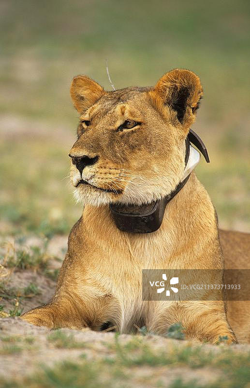 非洲狮：佩戴无线电项圈的雌狮特写，博茨瓦纳乔贝国家公园图片素材