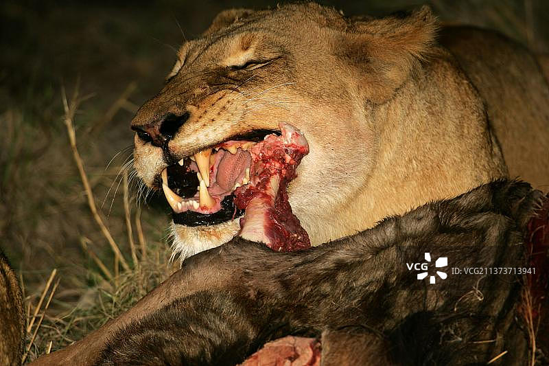 非洲狮子(Panthera leo),大型猫科动物,食肉动物,哺乳动物,动物,母狮正在捕食牛羚,使用裂齿剪切肉类,南非萨比沙禁猎区图片素材
