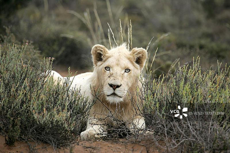 南非Sanbona禁猎区休息的白狮图片素材
