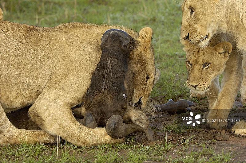 非洲肯尼亚马赛马拉的成年雌狮捕食角马图片素材
