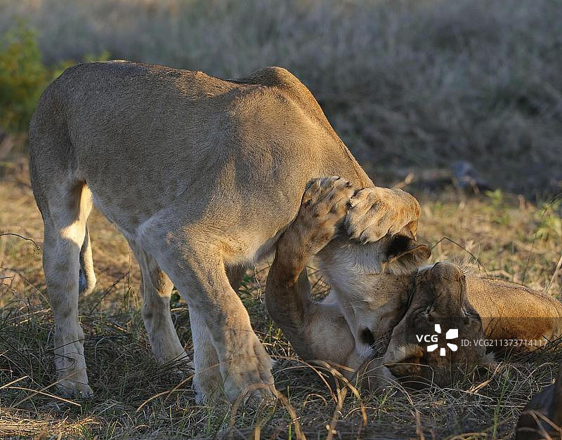 两只非洲雌狮亲昵互动图片素材