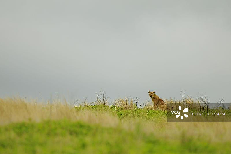 非洲狮：狮子，掠食性猫科动物，掠食者，哺乳动物，动物，成年雌狮，坦桑尼亚图片素材