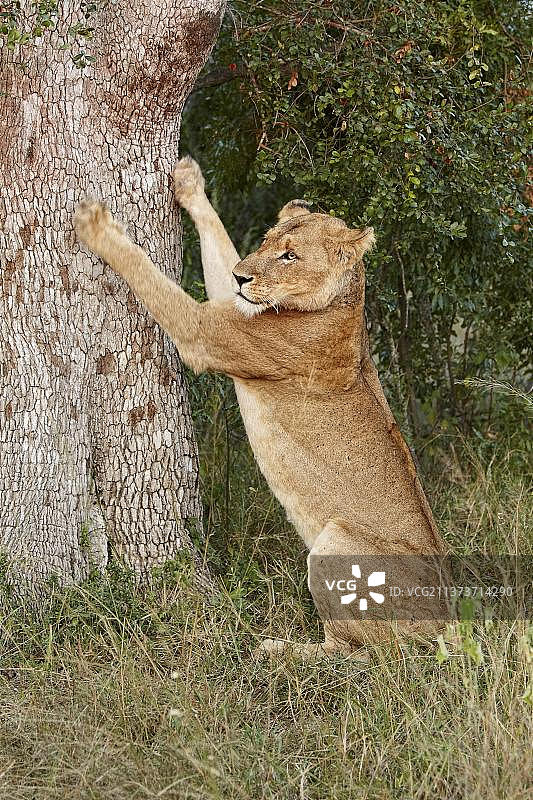 非洲狮图片素材