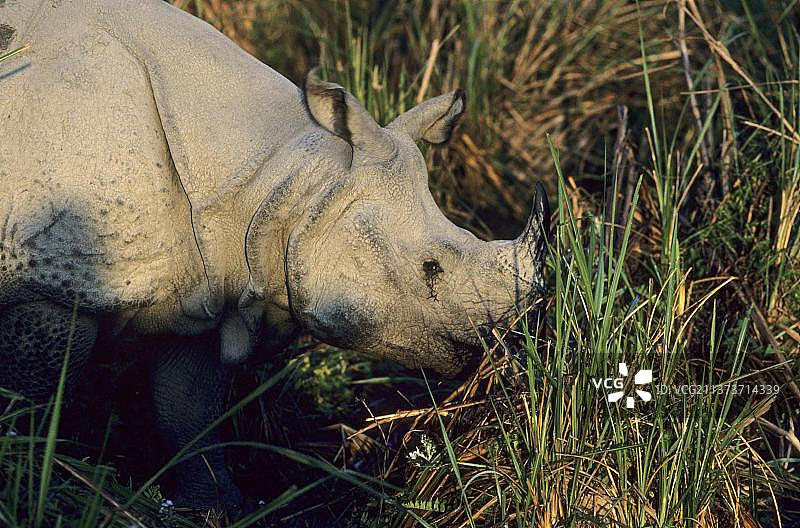 印度犀牛（rhinoceros unicornis）成年个体头部特写，在尼泊尔奇特旺国家公园吃草图片素材