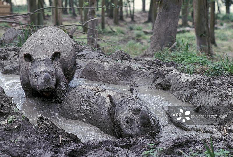 东南亚苏门答腊犀牛在泥中打滚图片素材