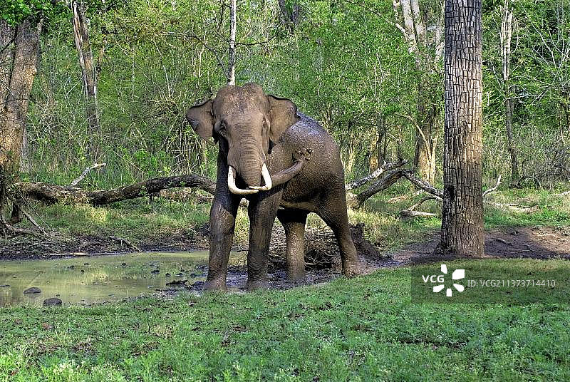 亚洲象：在印度卡纳塔克邦纳加霍尔国家公园卡巴尼森林水坑中沐浴图片素材