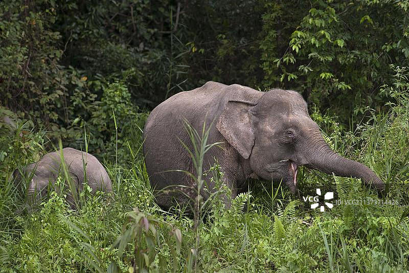 婆罗洲矮象，成年雌象与幼象图片素材