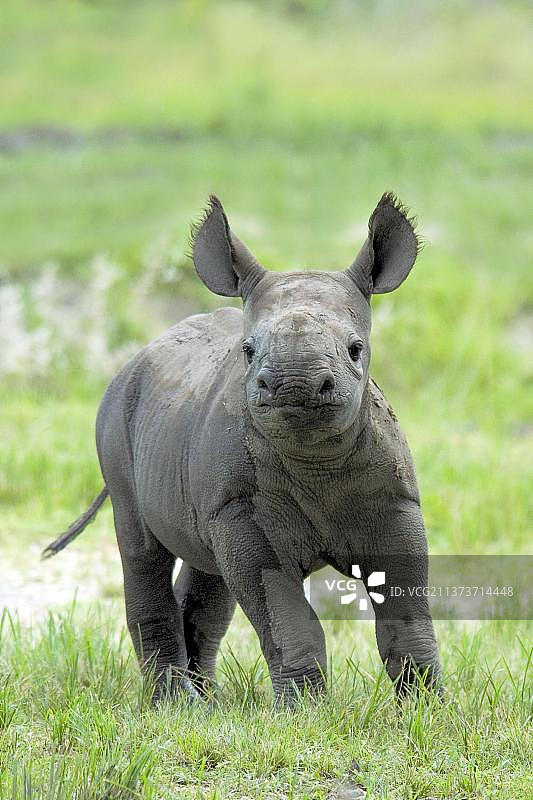 黑犀牛图片素材