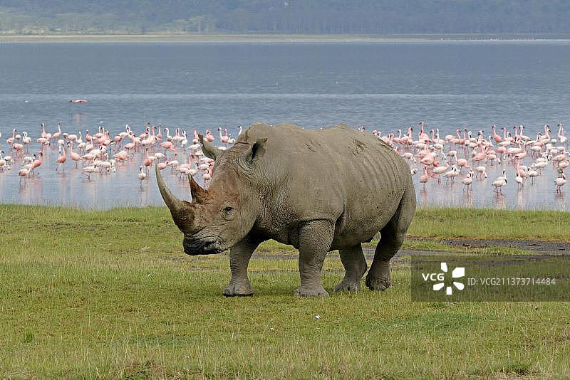 非洲肯尼亚纳库鲁湖岸边的成年白犀牛和远处的火烈鸟群图片素材