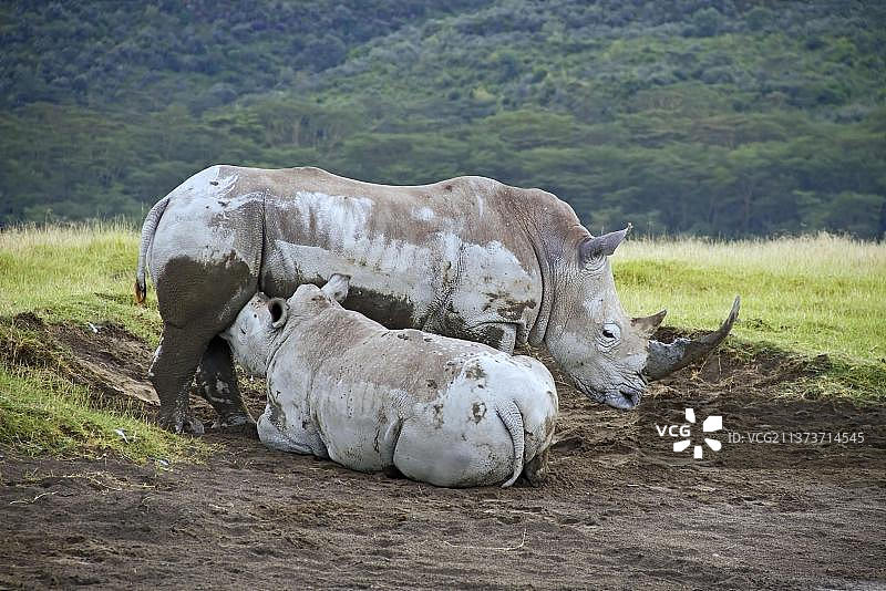 白犀牛母牛和小牛哺乳图片素材