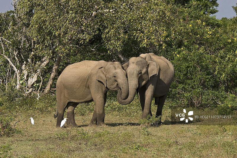 亚洲象，印度象，亚洲象（亚洲象），印度象，大象，哺乳动物，动物，亚洲象两只成年象，鼻子缠绕，斯里兰卡，缠绕的鼻子，亚洲图片素材