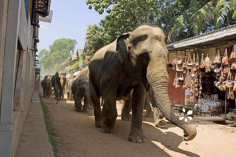 亚洲象，印度象，亚洲象（Elephas maximus），印度象，象，哺乳动物，动物，亚洲象平纳瓦拉大象孤儿院，斯里兰卡，骑象，工作象，大象孤儿院，亚洲图片素材