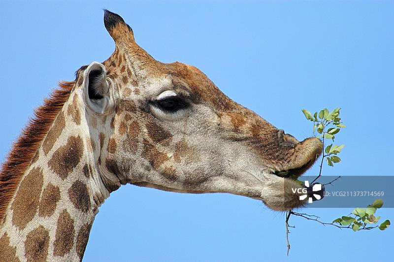 成年雌性长颈鹿在埃托沙国家公园内食用树叶（纳米比亚）图片素材