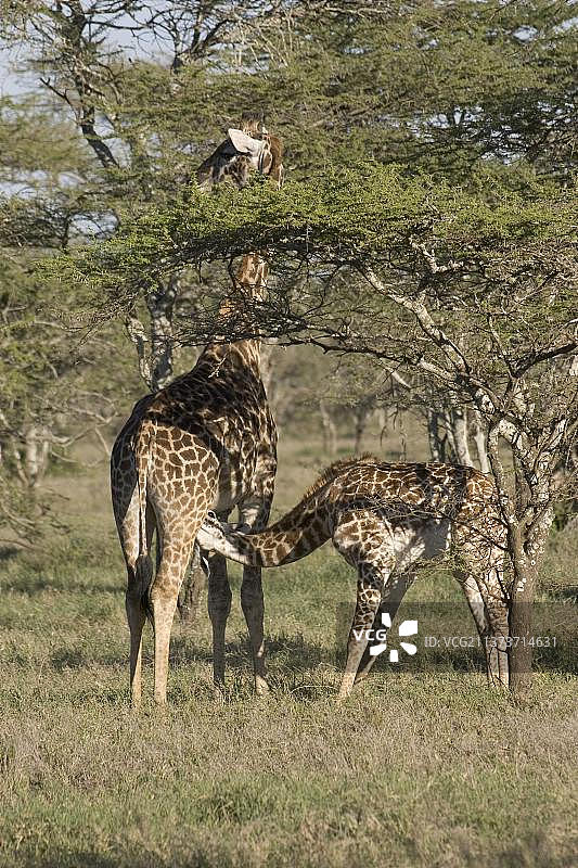 马赛长颈鹿与幼崽，内罗毕国家公园，肯尼亚图片素材