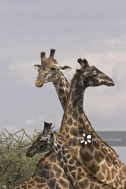 马赛长颈鹿与幼崽，内罗毕国家公园，肯尼亚图片素材